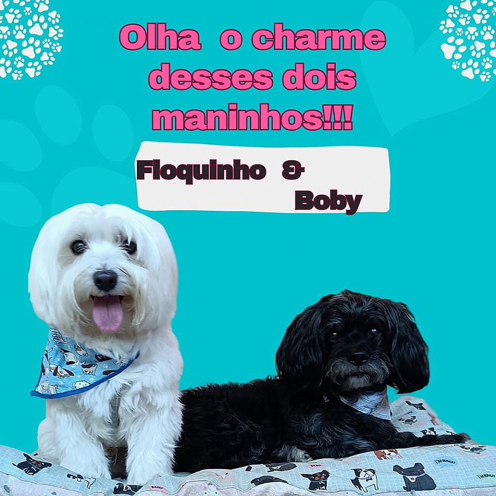 Hotel para Cães Casa da Tia Fabi – Itapoá/SC — foto 5